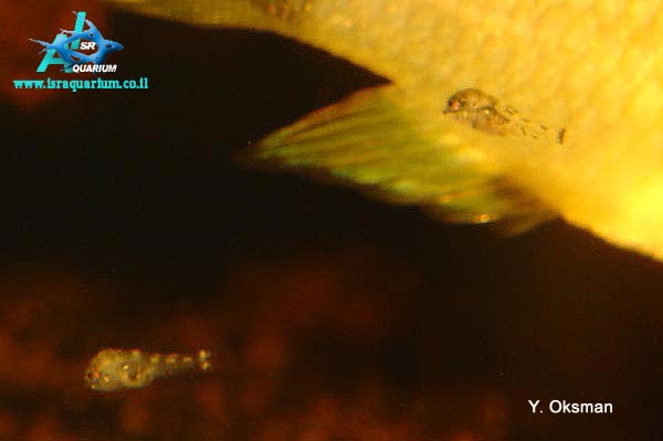 www.israquarium.co.il
